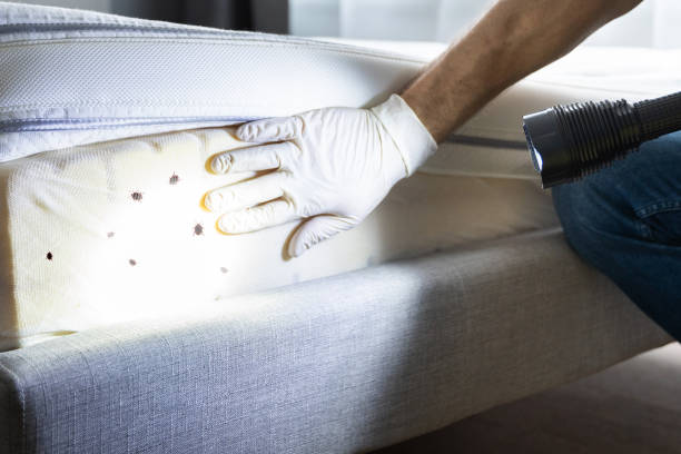 Best Wasp Removal Services  in East Chicago, IN